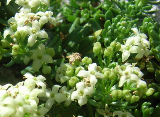 Galium magellense / Caglio della Majella